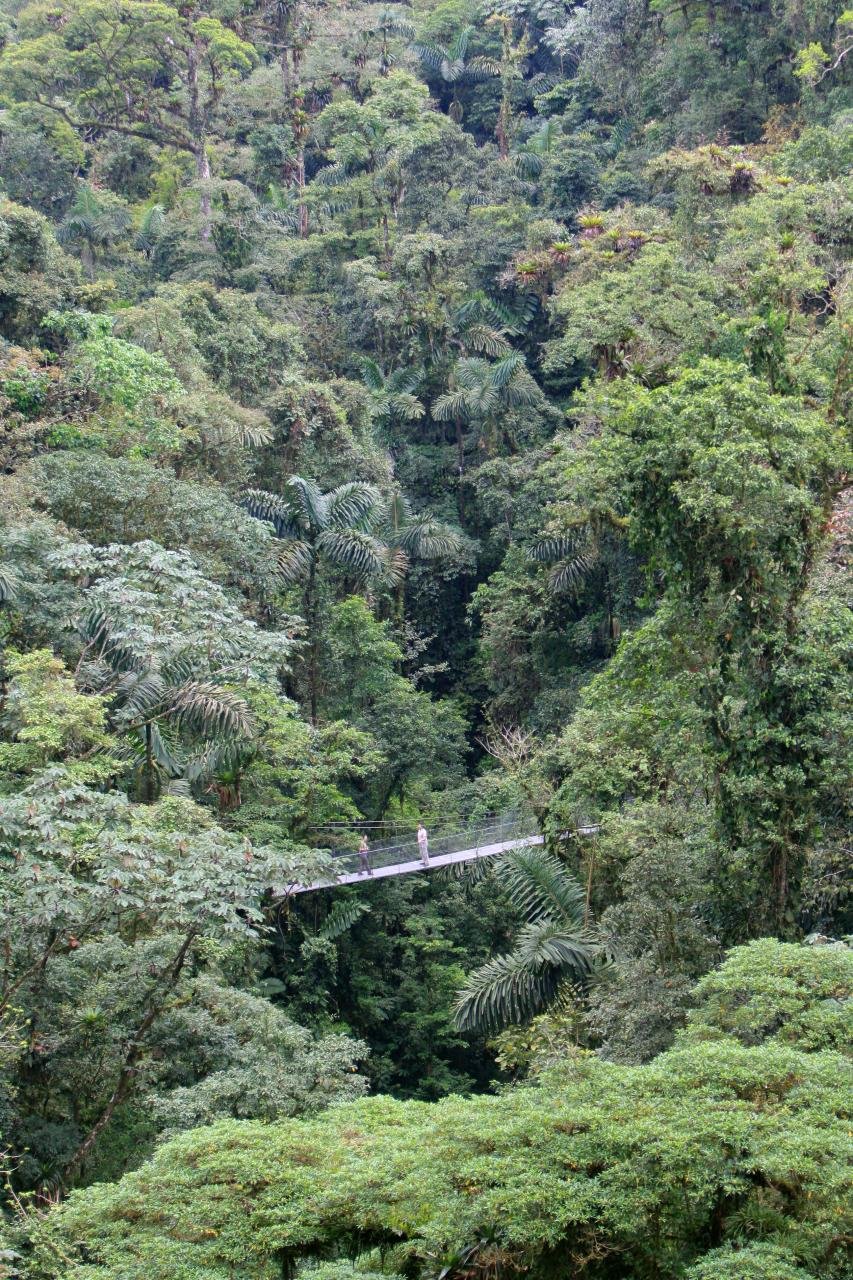 A wooden suspension bridge through the tree canopy at MacRitchie Reservoir